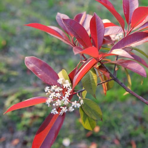 Semillas de Photinia - cortadas balcón tapizantes, parterre elevado Parterres elevados el jardín de jardín Decoraciones exteriores 200pcs