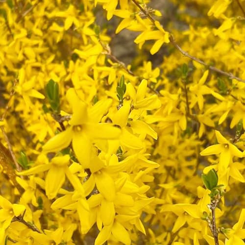 50 pcs Forsythie immergrün samen - hochbeete für garten geschenk,Forsythia Suspensa, zimmerpflanzen wenig lichtbedarf nachhaltige produkte winterfeste pflanzen für kübel kräutergarten
