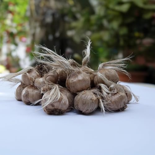 Bulbi di CROCO DA ZAFFERANO (Crocus sativus) circonferenza 10/+ cm DISPONIBILITA' IMMEDIATA (50)