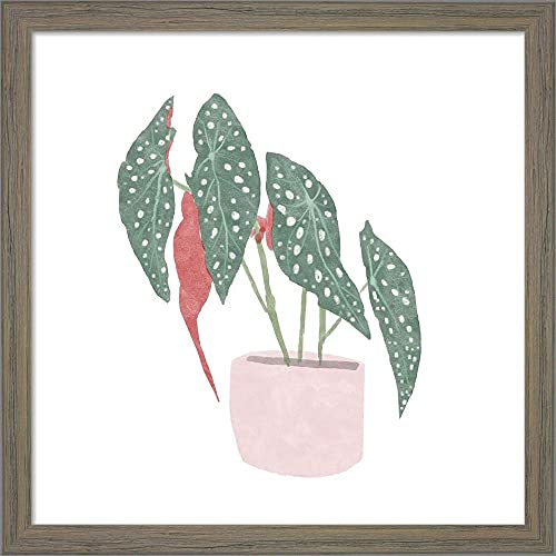 Polka Dot Begonia IV by Bannarot Framed Art Print Wall Picture, Unknown Frame, 13 x 13 inches