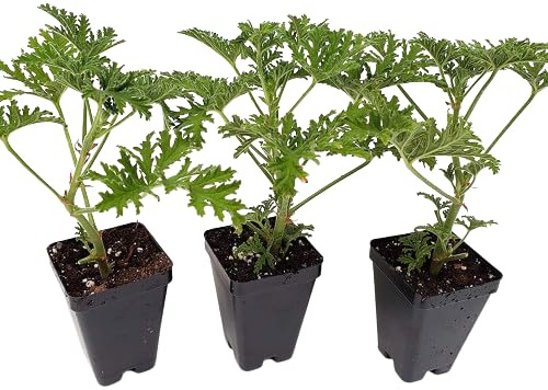 Trio de Geranios Antimosquitos Plantas Naturales DECOALIVE Plantas Aromáticas