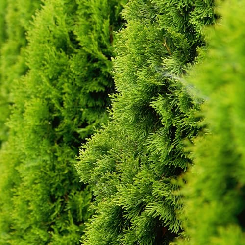 Thuja occidentalis 'Golden Smaragd' Evergreen Conifer with Bright Yellow-Green Foliage Ideal for Hedges and Vertical Features 1x 1 Litre Pots by Thompson and Morgan