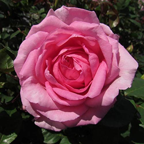 Millie - 5.5lt Potted Hybrid Tea Rose Bush - Highly Fragrant, Large Pink Flowers