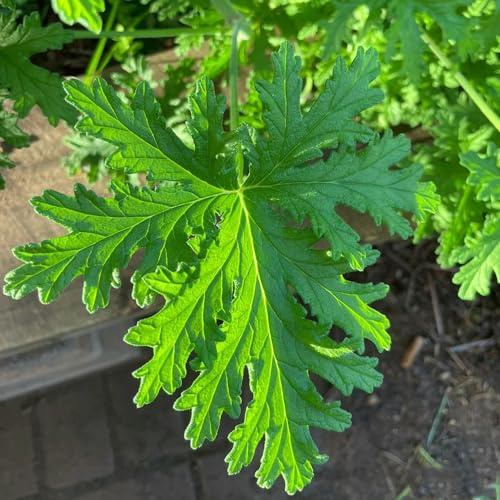 geranio limone semi di Pelargonium graveolens decorazione semi di cucina autunno resistenti estate cucina giardino selvatico, 60pcs