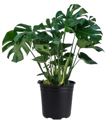Monstera de Hoja Partida - La Joya de las Plantas de Interior
