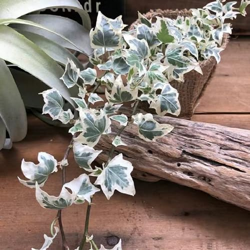pothos ricadente balcone resistenti in vaso Semi di edera ufficio, tetto verde Decorazione per il soggiorno: sospesa giardino roccioso rampicanti resistenti 75semi