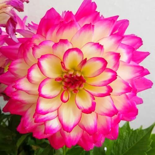 Dalia Grande, Fácil De Cultivar, Dalias Rizomas, Permanente, Resistente, Perenne, Rizomas Raros, Colores Mezclados, 5 Cebollas-J