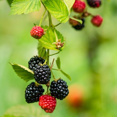 Himbeeren - alte sorten säulenobst balkonpflanzen obstbäume kaufen balkongewächshäuser obstsamen exotische obstbaum geschenke für obstgarten zwergobstbäume 450Samen