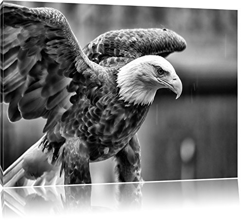 Pixxprint Monocrome, Adler, Größe: 120x80cm, Leinwandbild, fertig gespannt, Wandbild, Dekoration, Kunstdruck, kein Poster