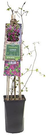 mgc24 Kletterpflanze Clematis texensis Princess Diana Texas-Waldrebe im 2l-Container 2 Pflanzen