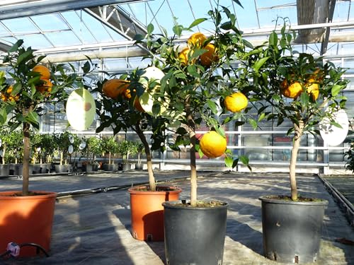 gruenwaren jakubik Citrus Yuzu 70-80 cm, Zitronenbaum Zitrone, japanische Zitrone, winterhart