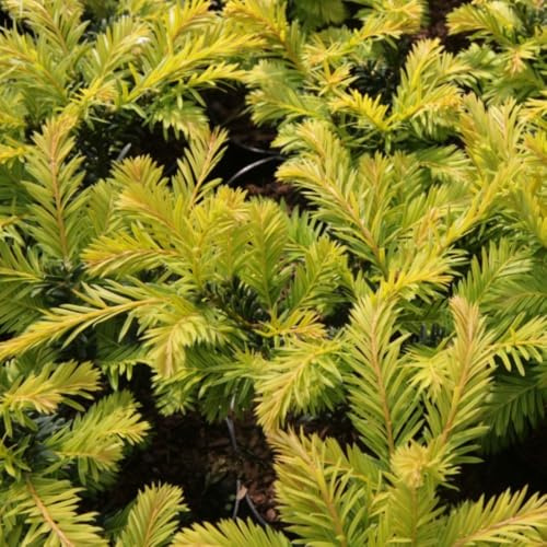 Taxus baccata 'Kupfergold' - Compact Evergreen Yew with Golden-Green Foliage, Ideal for Hedging or Topiary, Slow Growing Bush, 1X or 2X 2 Litre Pots by Thompson and Morgan