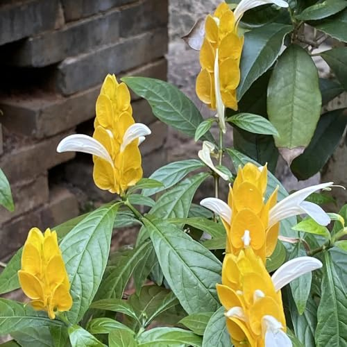 Pachystachys lutea, winterharte für garten blühende sträucher winterhart seltene geschenke für gartenfreunde für sonnige plätze immergrüne 35Seeds