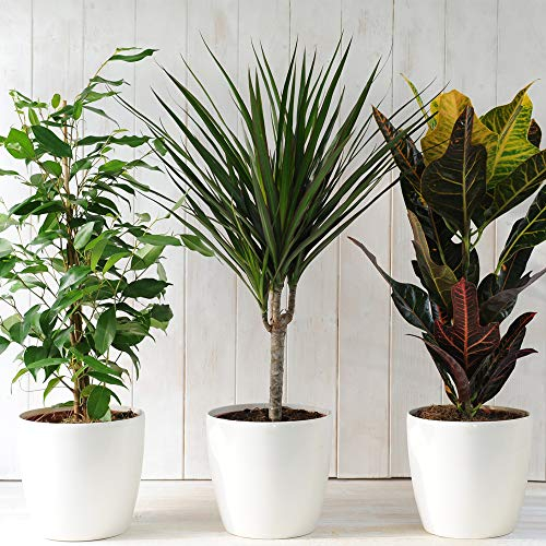 Evergreen Indoor 3 House Plants Collection Clean Air Purifying Scandi Lifestyle Real Plants with Unique Foliage & Eye Catching Designs, Scandi Houseplant Lucky Dip by Thompson and Morgan