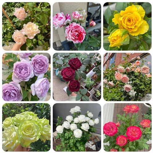 rosenbaumsamen, garten, für balkon kletterrosen winterhart, für draußen, 350pcs