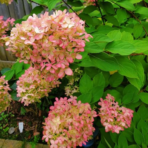 semillas de hortensia de panícula - raras Hortensia paniculata - jardín de Variedades antiguas de semillas Arbustos resistentes 100pcs