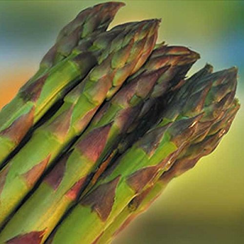 ASPARAGO PRECOCE D'ARGENTUIL NR.100 SEMI