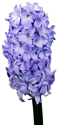 Hyazinthenzwiebeln 20 x 'Purple Blush' - The Bulb Farmers - Fruhjahr - in den Niederlanden gezuchtet - Hyazinthen Zwiebeln - Blumenzwiebeln