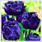 Tulpen – mehrjährige, seltene und schöne, winterharte Knollenblumen mit leuchtenden Farben, perfekt als Gartendekoration.-3 zwiebeln-B