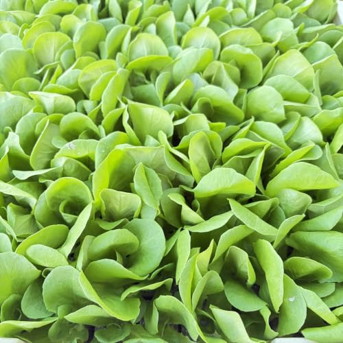 Kopfsalat grün Nobellan Salatjungpflanzen 12er-Set