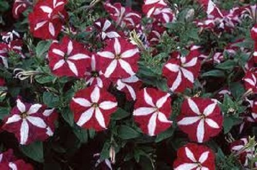 30 + stella rossa petunia semi/ANNUALI :Seeds only