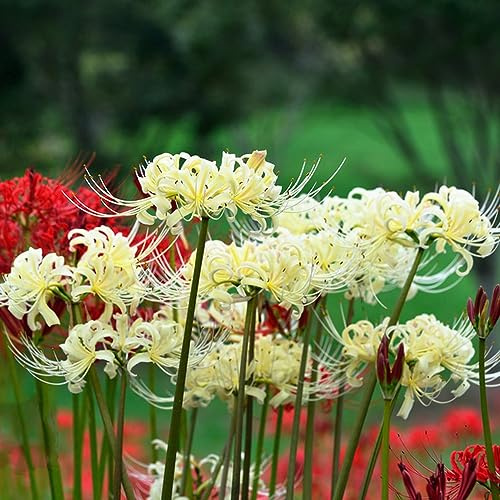 Lirio araña - Lycoris radiata resistentes interior exóticas resistentes jardín balcón decorativas 2bulbos