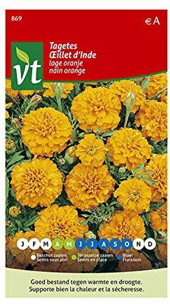 India Carnation Orange Dwarf Seeds - Continuous Flowering Until Frost