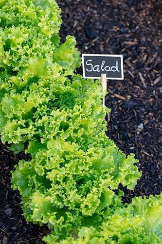 Sachet de graines de Laitue à couper Lollo Bionda - Sachet de 3 grammes - Graines de style