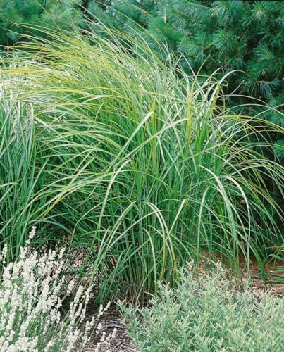 Miscanthus sinensis 'Kaskade' 11x11 cm Topf – Winterhart, Mehrjährig, Pflegeleicht – Chinaschilf – Ziergras für Beet & Rabatte