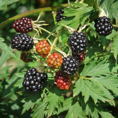 BlackBerry Rubus fruticosus 'Thornless Evergreen' Bush Thorn-Free High Yields of Large Fruit Hardy & Evergreen 2 x 2L Pot Garden Shrub by Thompson and Morgan
