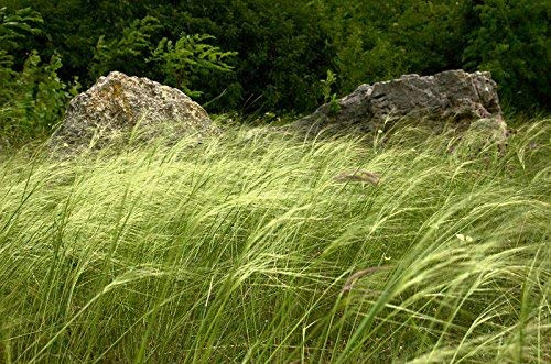 500+ Samen Federgras **für Blumensträusse und Vasen**