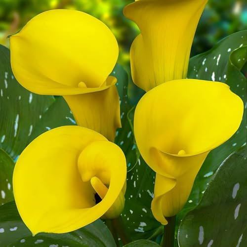 Bulbes de Lys Calla Yellow Passion - Zantedeschia Lys Bulbes - 5 Bulbes de Fleurs à Planter Extérieur - Naturelle Plantes de Hollande pour Jardin, Pot et Balcon (pas de graines, non artificielle)