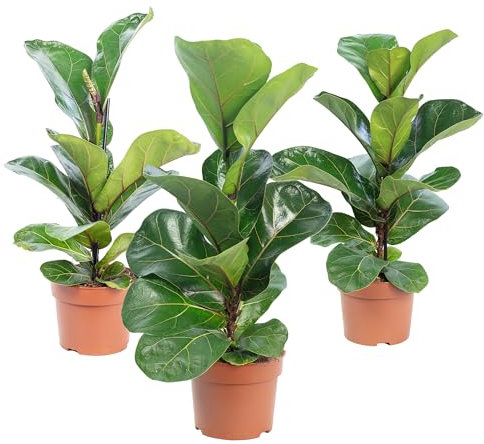 Lot de 3 figues de violon Ficus Lyrata Bambino T12 H35