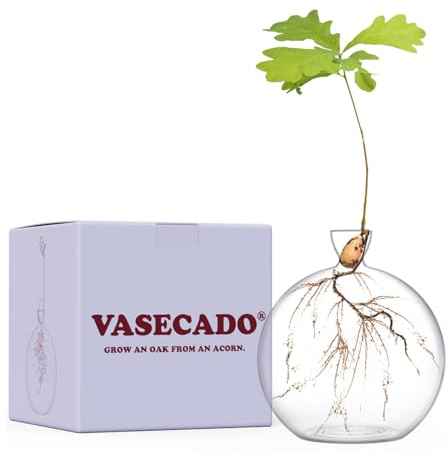 Vasecado® Vase pour gland, vases en verre transparent soufflé à la main pour glands, cadeau pour les amateurs de plantes