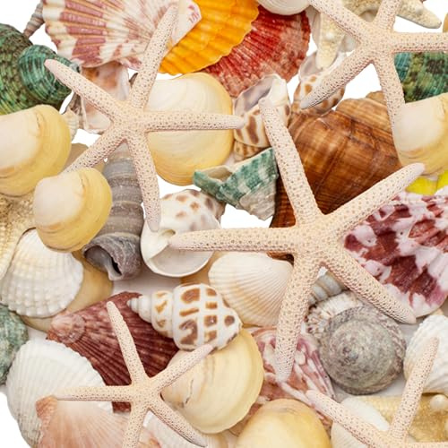 Kujinova Decoración de conchas, caja de conchas mixtas, conchas para manualidades, conchas de playa, estrellas de mar, 340 g, para fiestas en la playa, dispersiones de mesa, decoración del hogar,