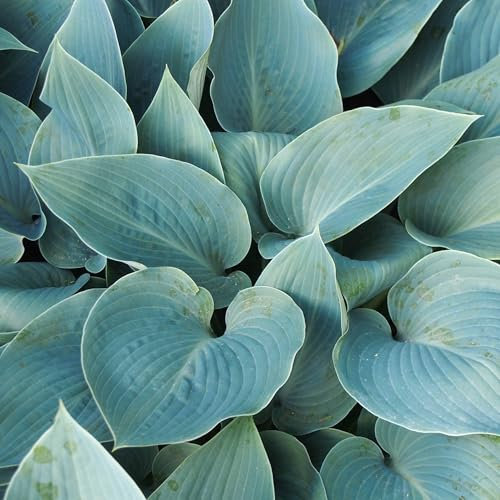 Pianta vera di Hosta Halcyon - Diametro Vaso Ø 17 cm