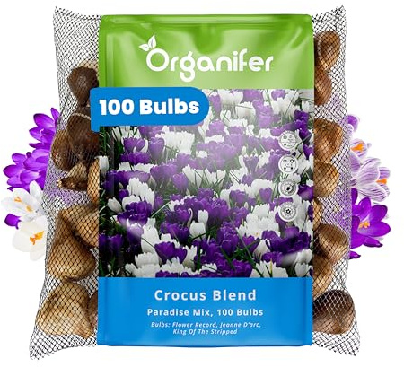100 Bulbes De Crocus À Grandes Fleurs - Mélange Paradisiaque - Bulbes Xxl 8/9 Cm - Mélange De Fleurs Record, Jeanne D’Arc Et King Of The Striped - Pour Un Jardin Printanier Coloré - Organifer