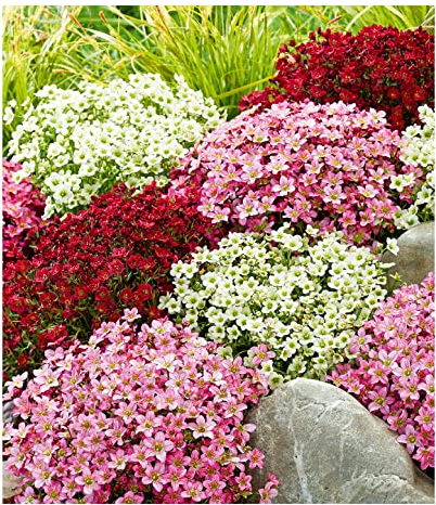 BALDUR Garten Saxifraga-Mix Blütenteppich,3 Pflanzen, robuster Bodendecker, winterharte Staude, mehrjährig, pflegeleicht, Wasserbedarf gering, blühend, Saxifraga arendsii