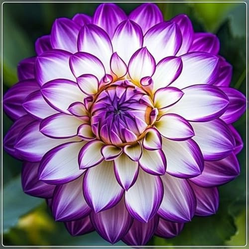 Mysteriöse magische Glühbirne, Winterhart pflanzen, Mehrjährige Blumenzwiebel ist winterhart, 2025 Blumenzwiebel Mix-2 Dahlien Zwiebeln-I