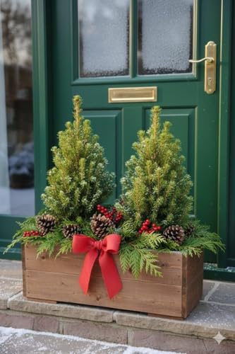 Zuckerhutfichte,Picea glauca ‘Conica’,immergrünes Bäumchen,für Winterdeko,Garten (2)