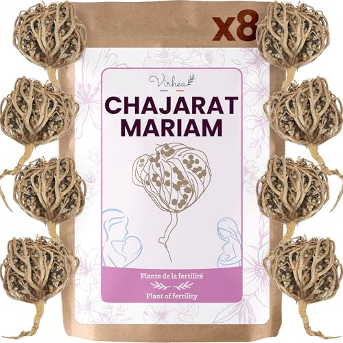 VIRHEA® Rose von Jericho Chajarat Mariam x8 - Echte Maryam Pflanze - Wunderschöne Kaf Pflanze für Dekoration - Ideal für Ihre Wohnung oder als Geschenk