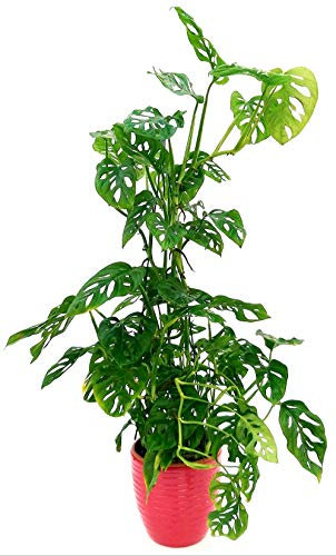 POWERS TO FLOWERS - MONSTERA OBLIQUA MONKEY ALTEZZA 90CM IN VASO CERAMICA ROSA ANTICO A RIGHE, VASO 20CM, PHYLODENDRON, pianta vera