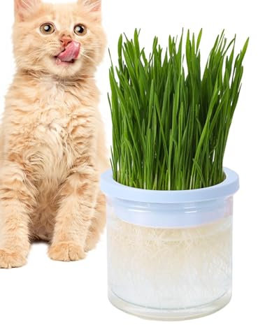 Katzengras Pflanzgefäß - Katzengras Pflanzkasten | Eleganter Katzengras Anzuchttopf | Katze Pflanzgefäß Keimschale | Katzengras Behälter | Klar Hydrokultur Katzengras Topf | Katze Pflanzgefäß für