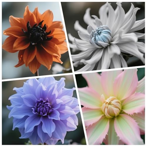 CUIKWA Bulbi Dalia Super Collezione - rosso/bianco/rosa/viola/giallo Dalia Bulbi Misti - Piante di Dalia con Fiori per Giardino e Vasi (non Artificiale)-4bulbi-K