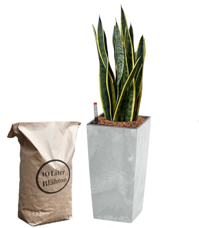Green Me Up Sansevieria Bogenhanf - Pflegeleichte Zimmerpflanzen - Sukkulenten frisch aus der Gärtnerei - XL Hydrokultur Set Büro - Höhe 70-80 cm - in hoher Vase Grau - inkl. Blähton & Dünger