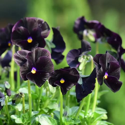 viola del pensiero comprare semi, decorazione per esterni primaverili da giardino resistenti 150pcs