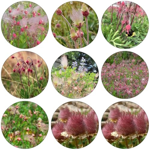 fumo di prateria - Geum Triflorum giardino interno giardino semi decorazione Letti elevati per la copertura perenne resistente 300pcs