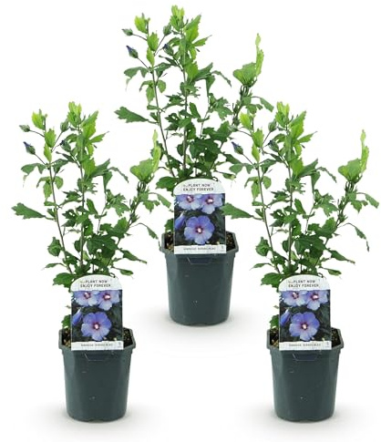 Green boutiQ - Gartenpflanze - Hibiscus syriacus Oiseau Blue - Garten Hibiskus - Winterhart - Blau - 3 Pflanzen - Topf 17cm - Höhe 45cm