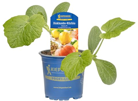 Kiepenkerl Hokkaido-Kürbis Amoro Cucurbita maxima F1 nussig mit Schale essbar 10,5cm Topf 5er Set 5 Pflanzen