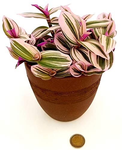 POWERS TO FLOWERS - TRADESCANTIA NANOUK XL IN VASO CERAMICA MOKA, pianta vera